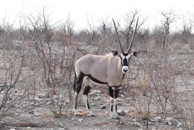 Vivre des moments de partage avec les Bushmen et les Himbas de la Namibie