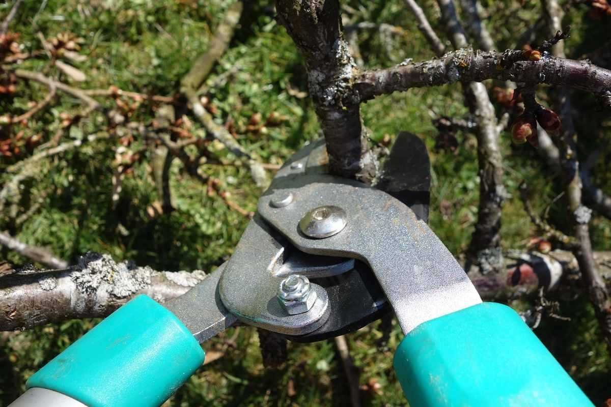 Ciseaux de jardin coupant une branche d'arbre Ciseaux de jardin coupant une branche d'arbre